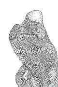 chameleon Coloring Pages To Print